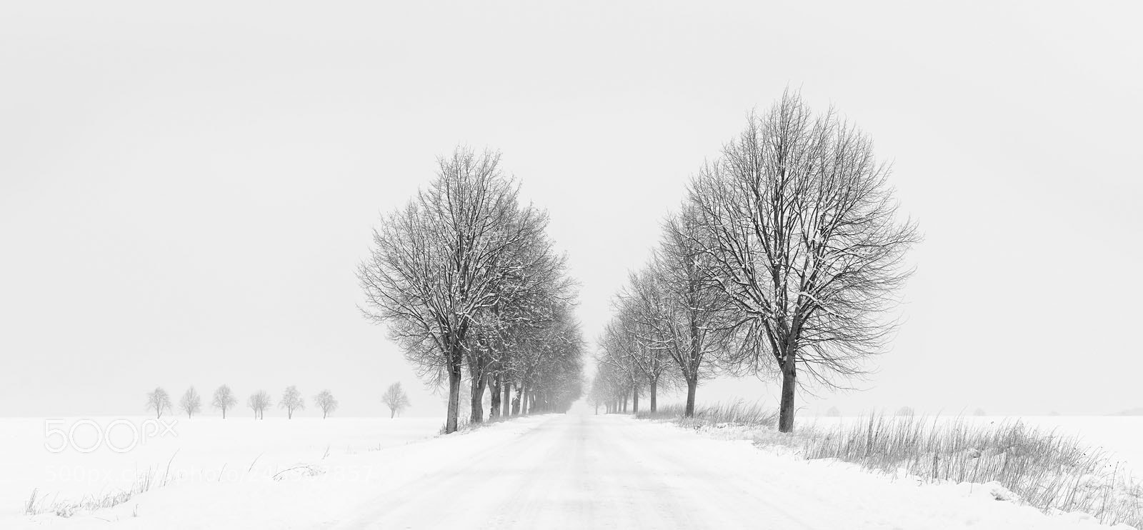 Nikon D800 sample photo. White winter solitude vi photography
