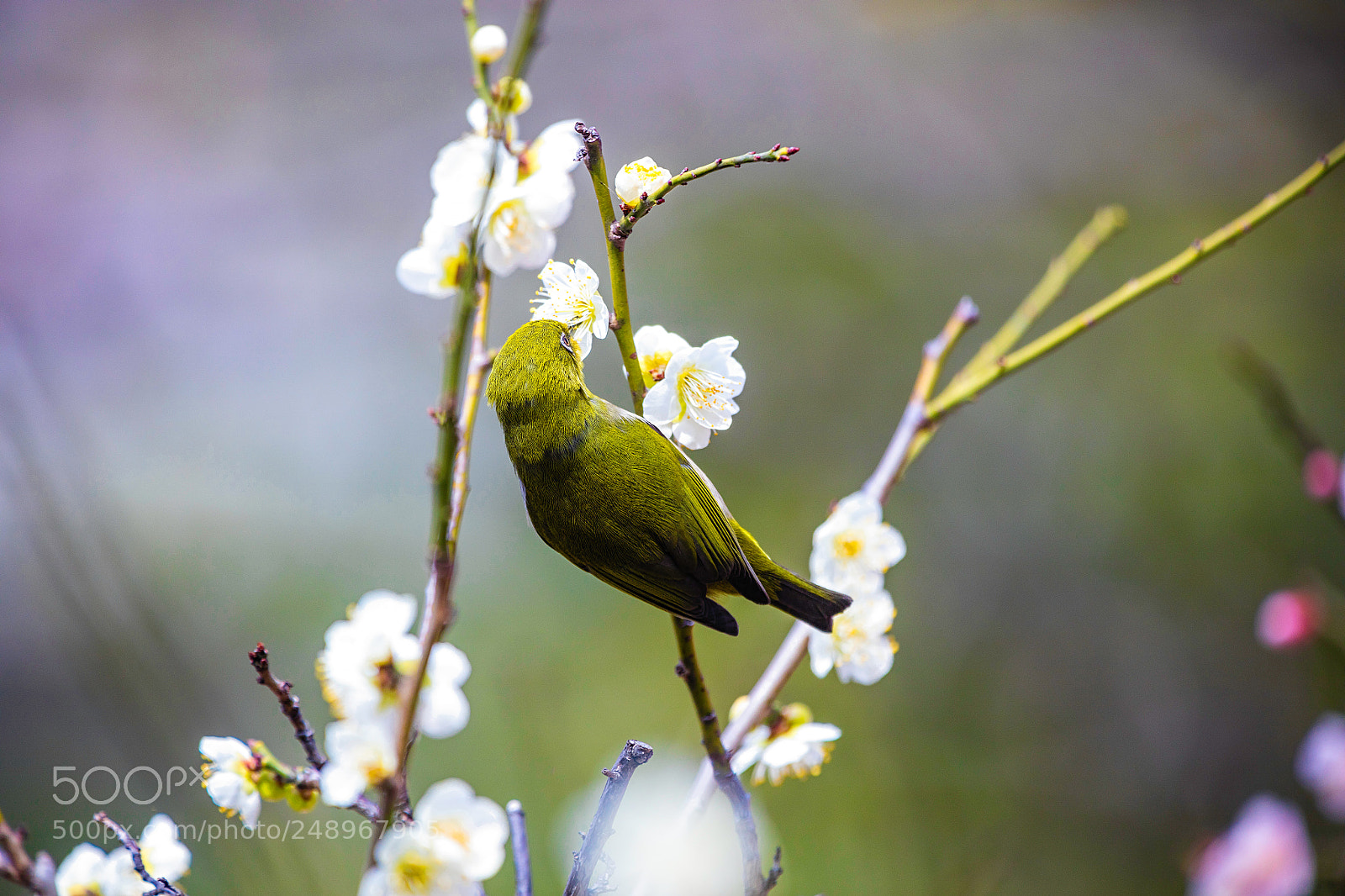 Canon EOS 5DS R sample photo. Ume and mejiro photography