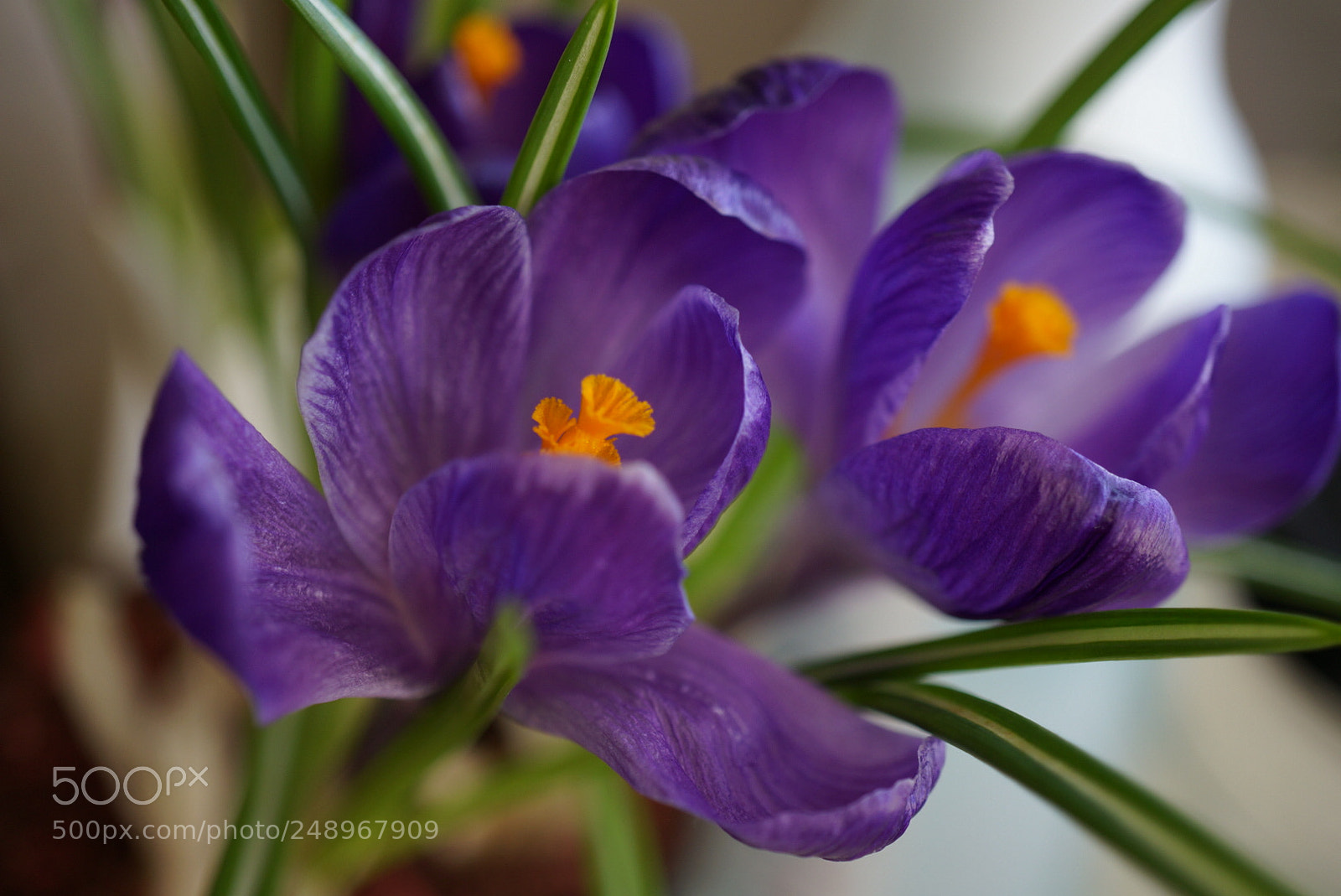 Sony Alpha NEX-6 sample photo. Untitled photography