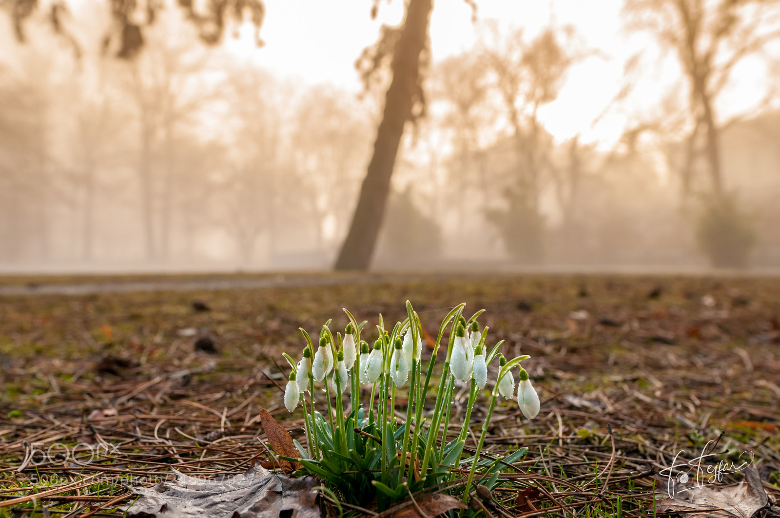 Nikon D300 sample photo. First flowers in 2018 photography