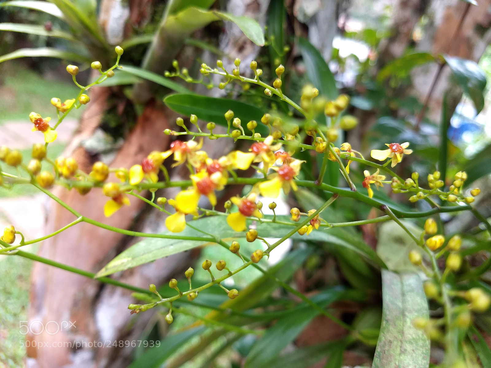 Motorola Moto Z (2) Play sample photo. Orchids photography