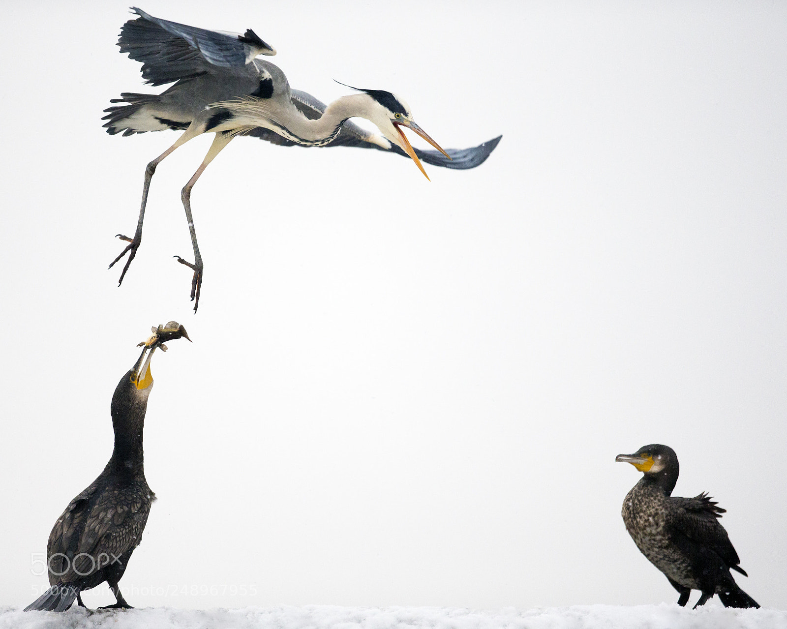 Canon EOS-1D X sample photo. Grey heron photography