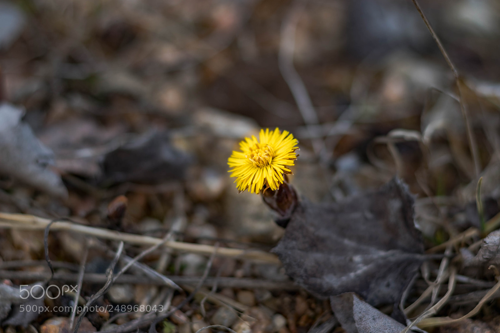Canon EOS 200D (EOS Rebel SL2 / EOS Kiss X9) sample photo. Spring is coming :d photography
