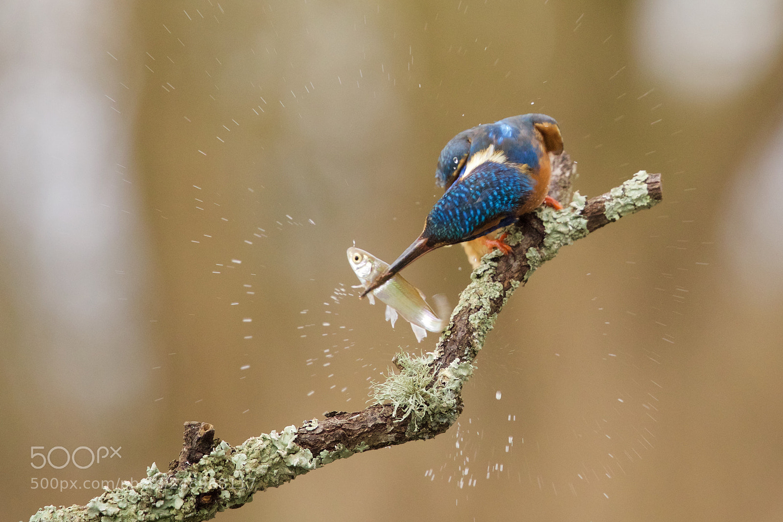 Canon EOS 5D Mark IV sample photo. Kingfisher photography