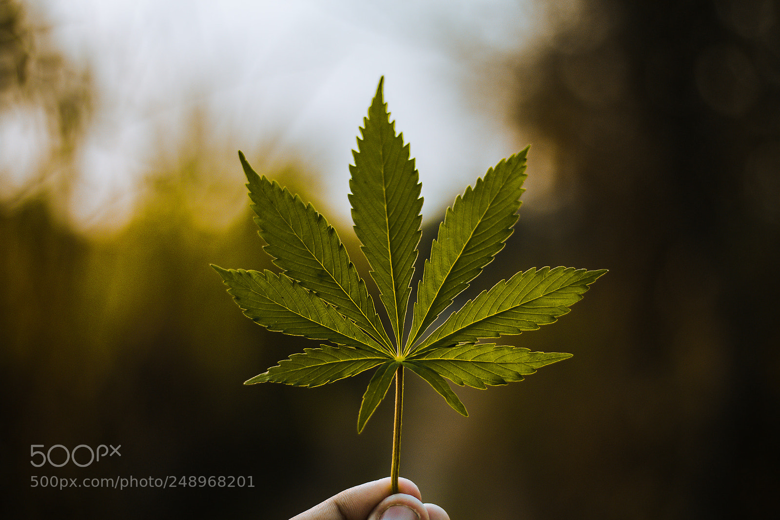 Canon EOS 700D (EOS Rebel T5i / EOS Kiss X7i) sample photo. Weed. photography