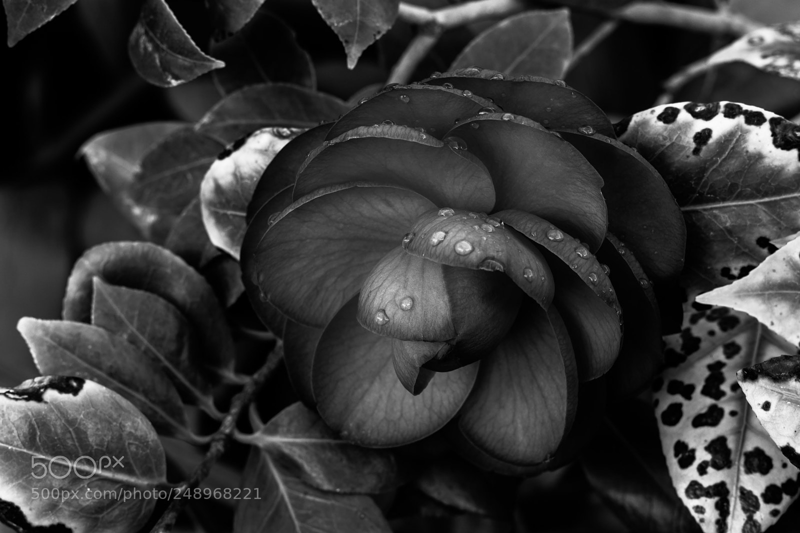Canon EOS 200D (EOS Rebel SL2 / EOS Kiss X9) sample photo. Black and white garden photography