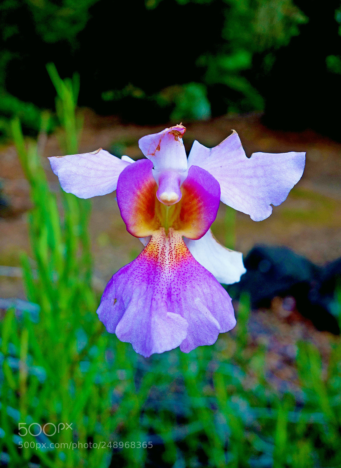 Sony Cyber-shot DSC-RX100 sample photo. Angelic tropics photography