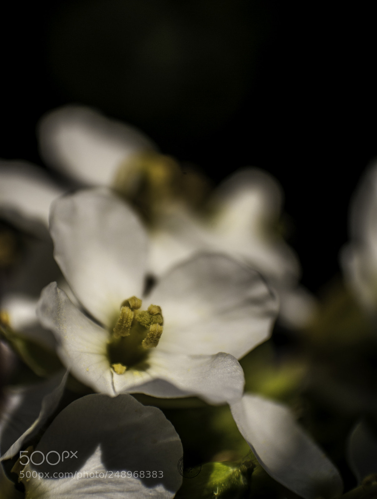 Nikon D700 sample photo. Untitled photography