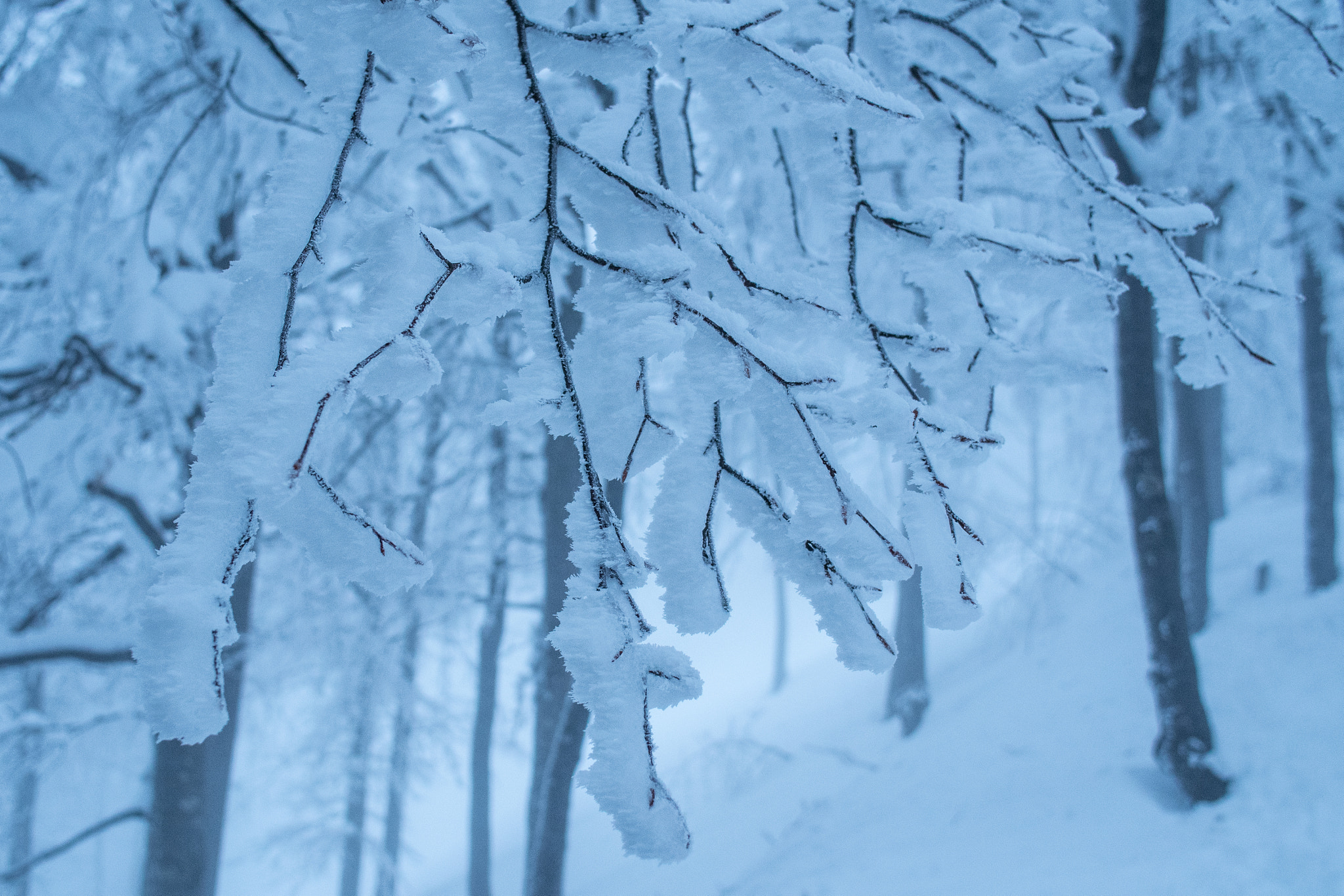 Pentax K-S1 sample photo. Winter photography