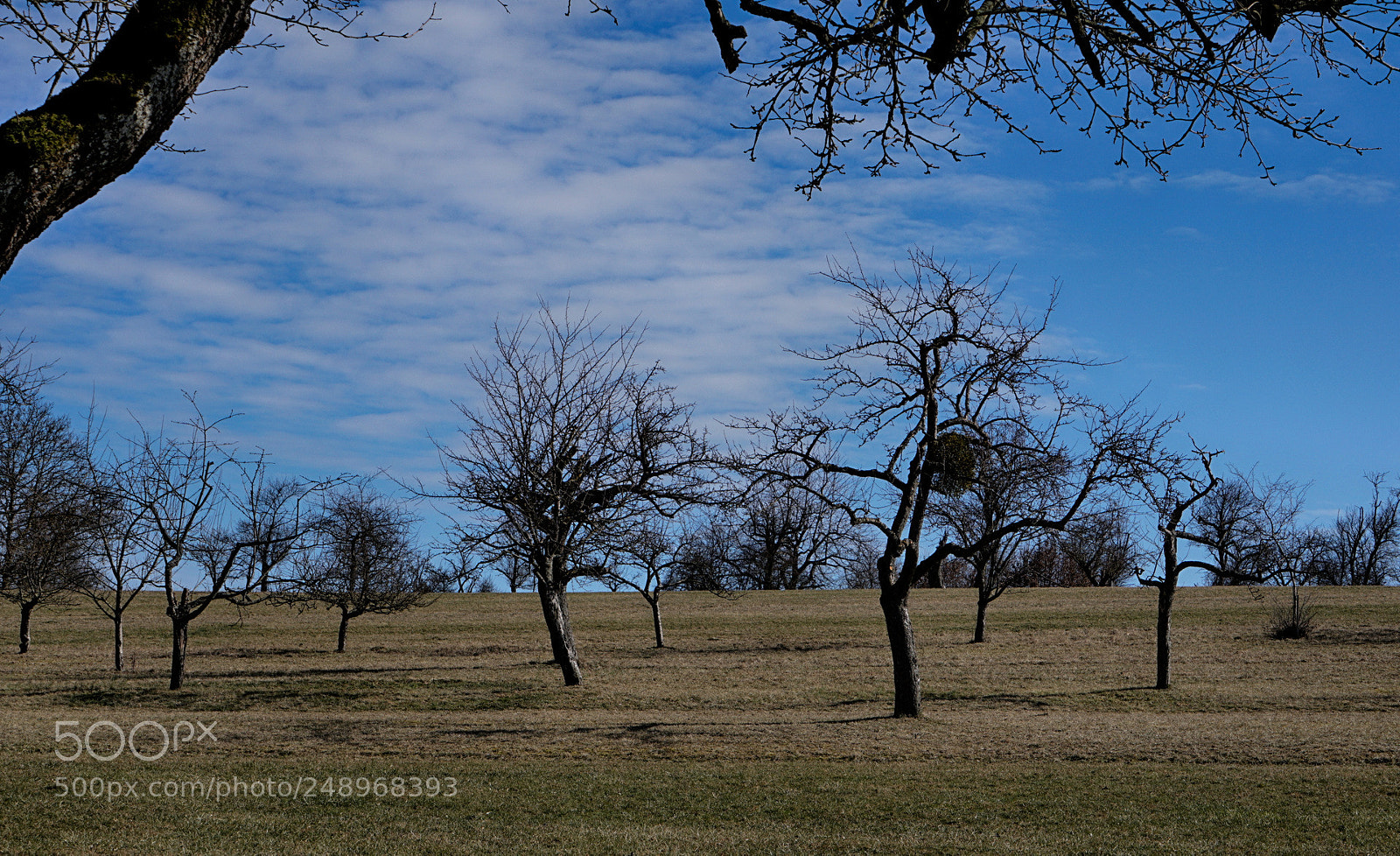 Sony a6000 sample photo. Spring is approaching photography