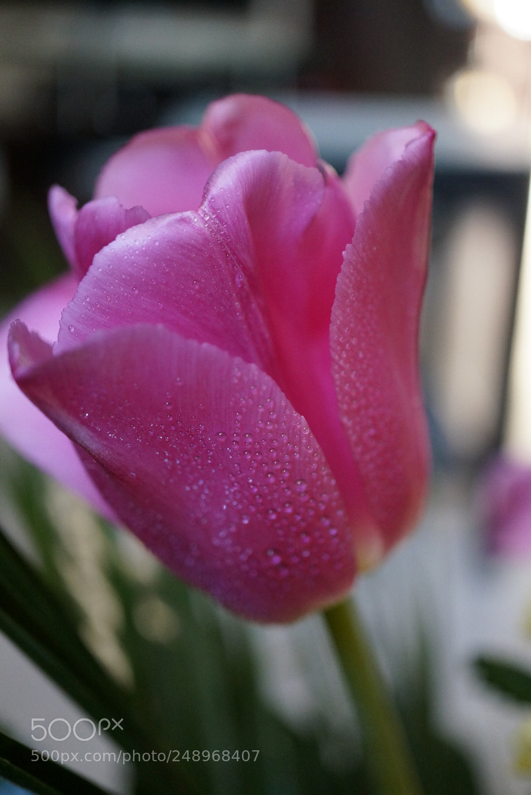 Sony Alpha NEX-6 sample photo. Untitled photography