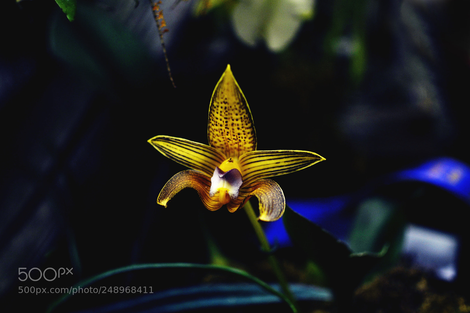 Nikon D7000 sample photo. Orchids photography