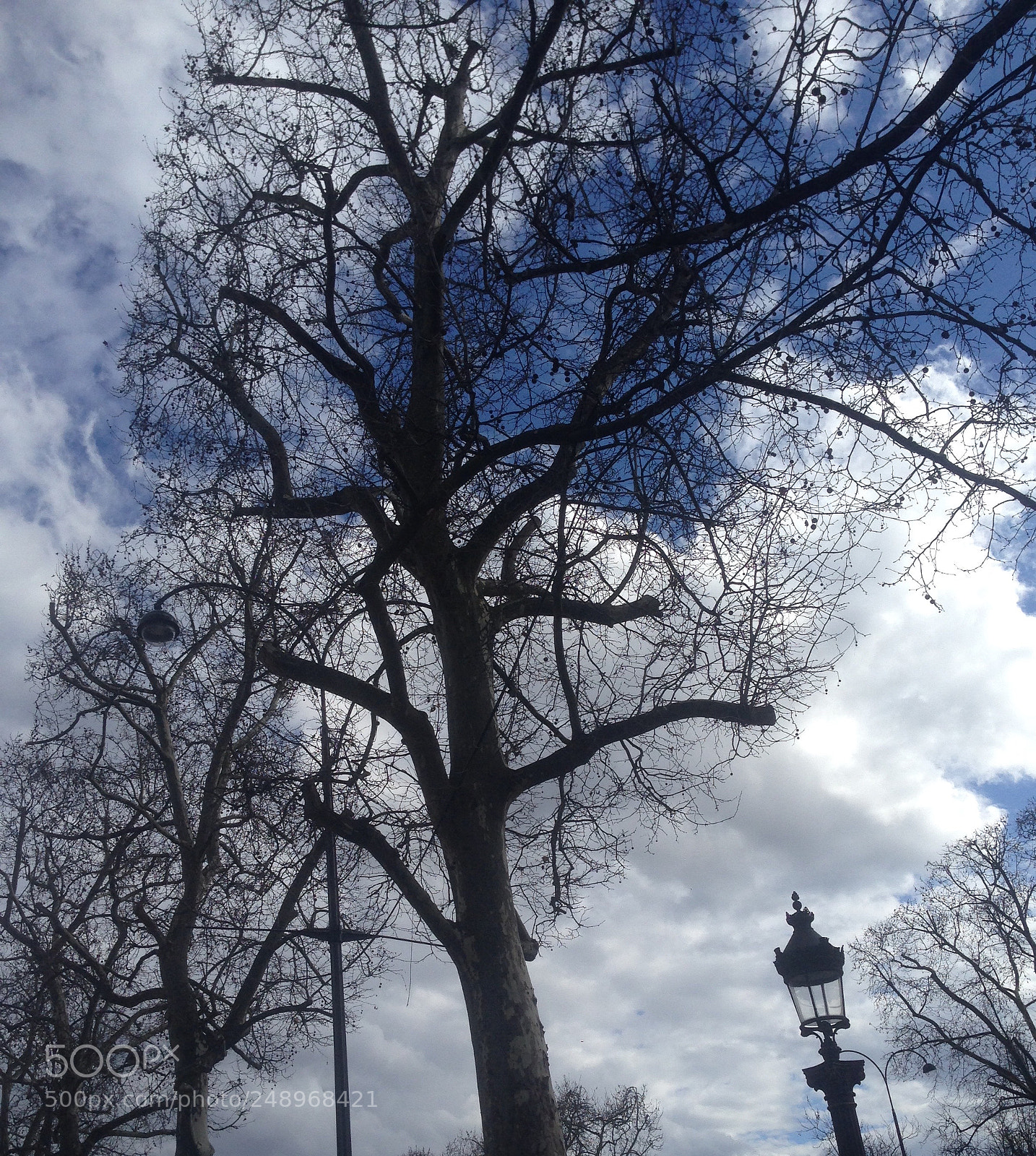 Apple iPhone 5 sample photo. Champs- lys es trees photography