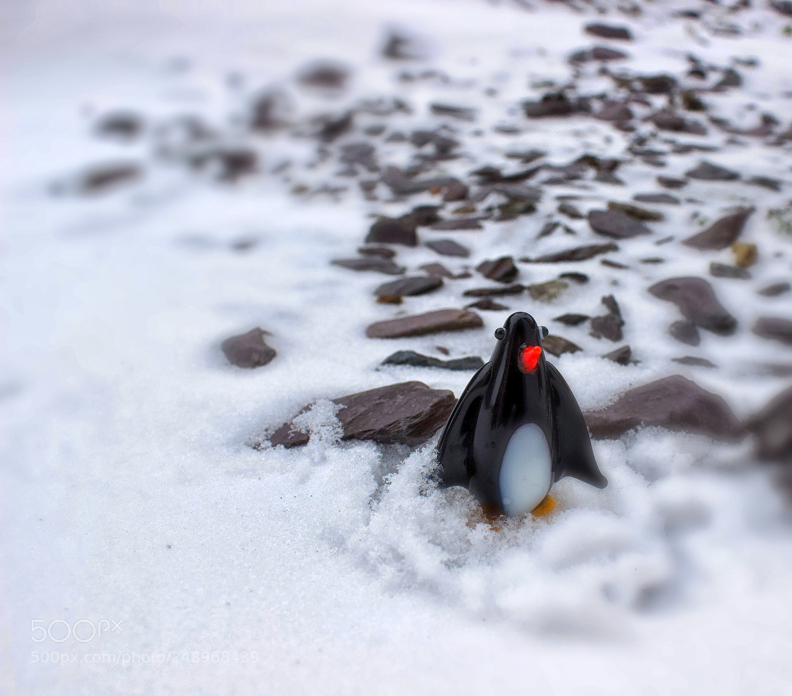Canon EOS 600D (Rebel EOS T3i / EOS Kiss X5) sample photo. The penguin photography