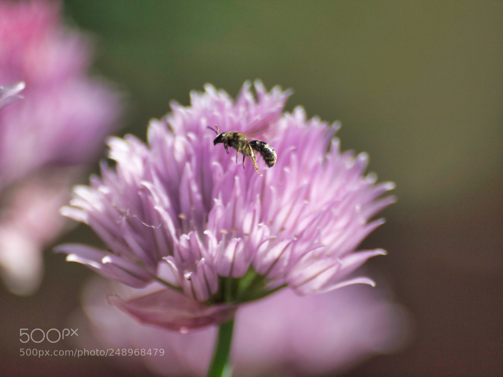 Olympus E-620 (EVOLT E-620) sample photo. Bee in front photography