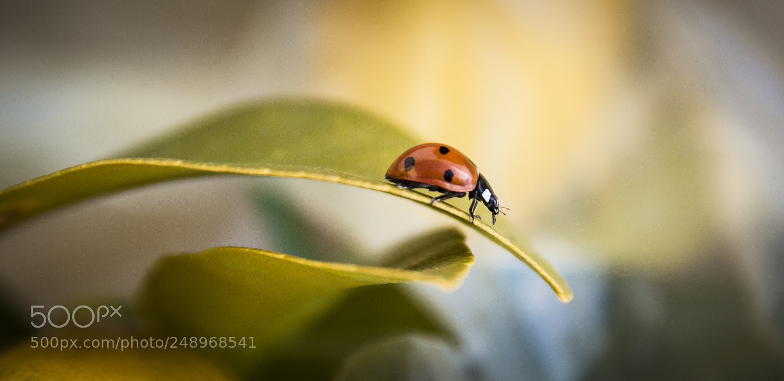 Nikon D3200 sample photo. Ladybug photography