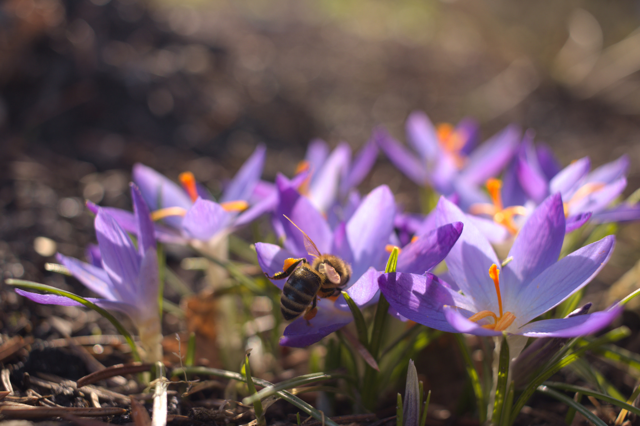 Canon EF-S 24mm F2.8 STM sample photo