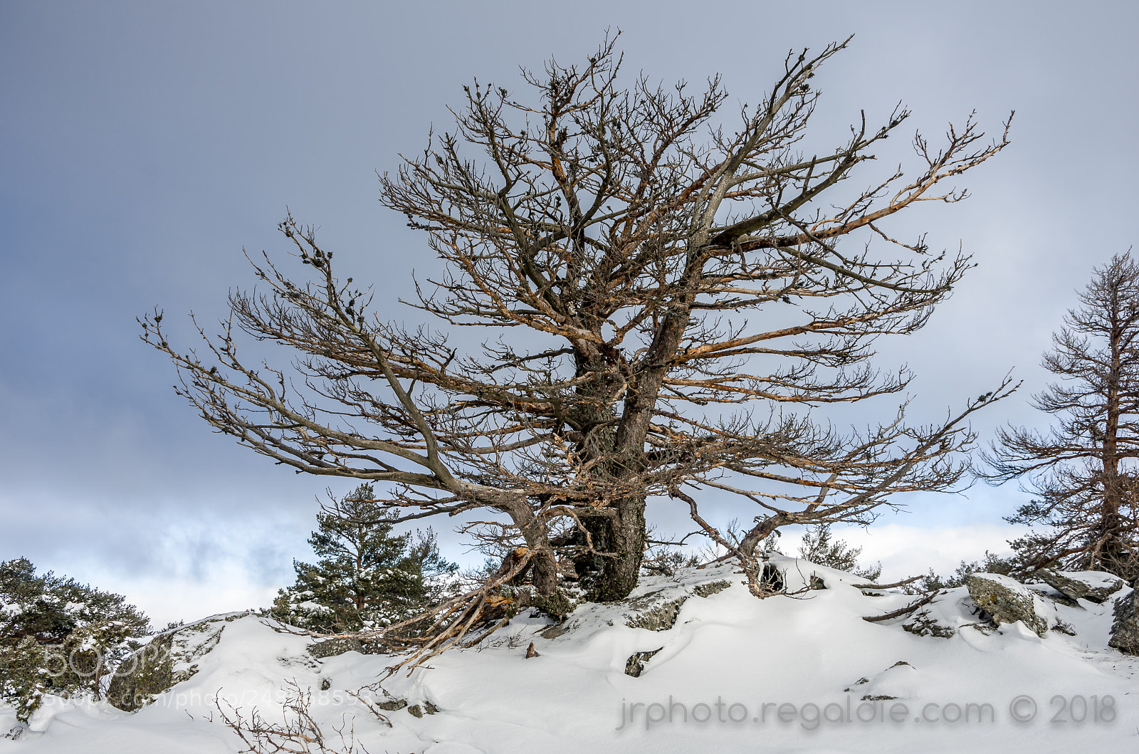 Pentax K-5 sample photo. The tree photography