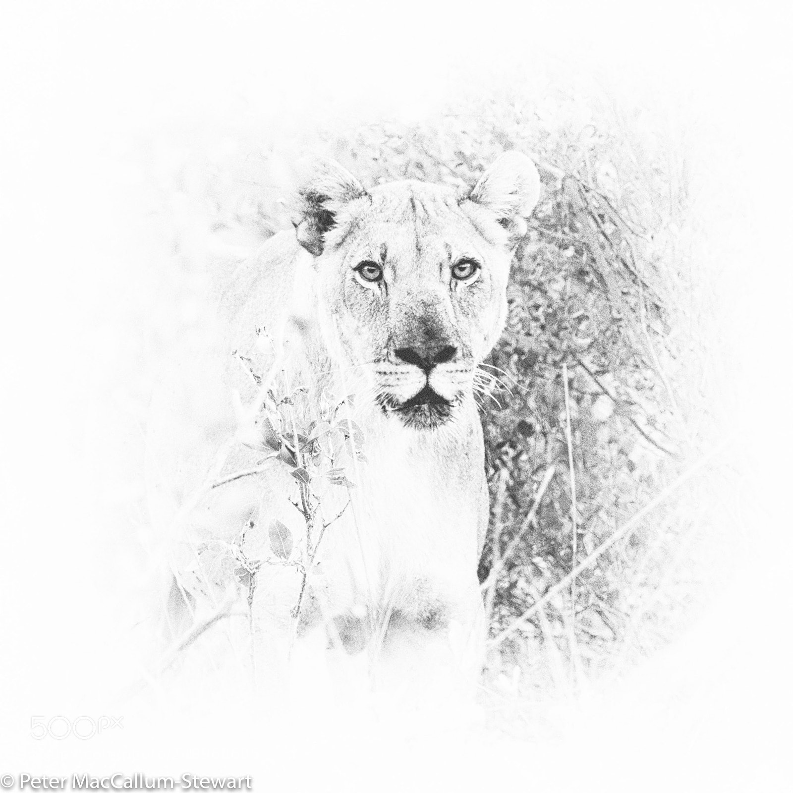Olympus OM-D E-M1 sample photo. Lioness. marataba. photography