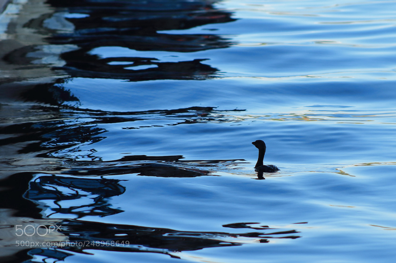 Canon EF 75-300mm f/4-5.6 sample photo. Blue and black photography