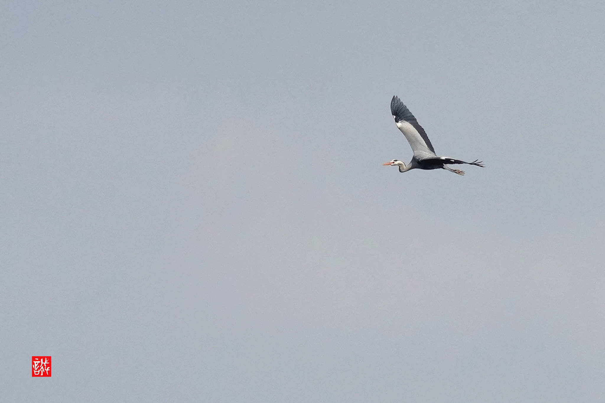 Sony FE 70-300mm F4.5-5.6 G OSS sample photo. Hawthom　0311 photography