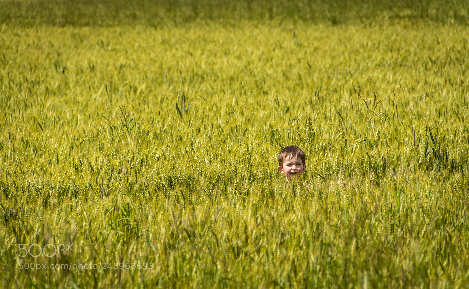 Nikon D7100 sample photo. Alone in the field photography