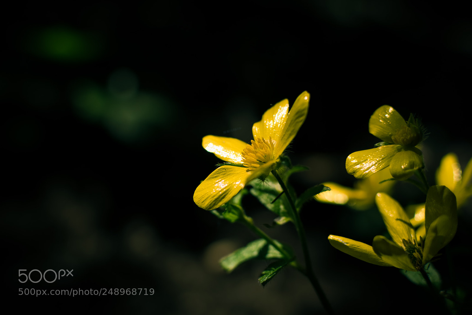 Nikon D5300 sample photo. Yellow photography