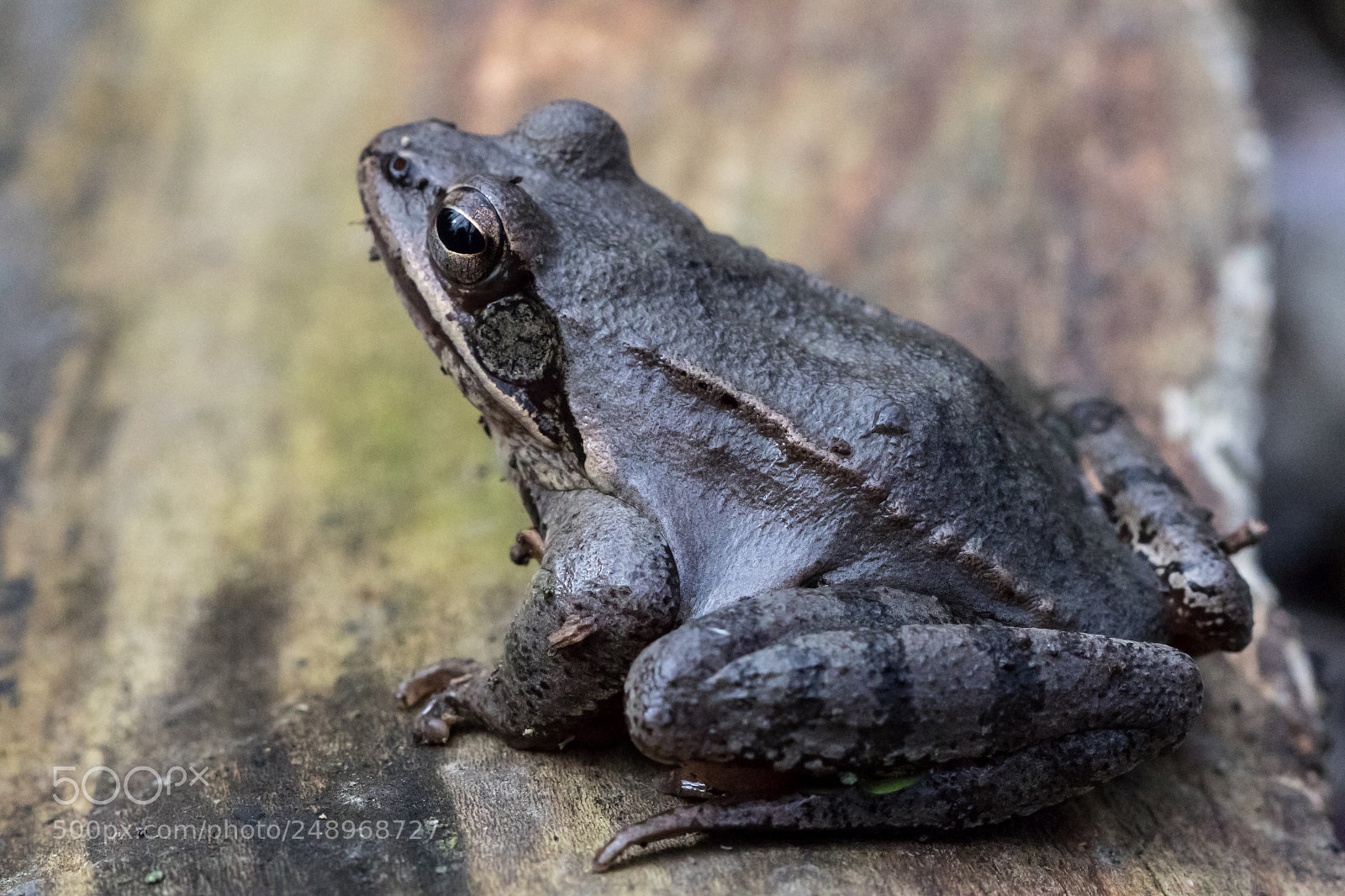 Canon EOS 7D Mark II sample photo. Rana dalmatina photography