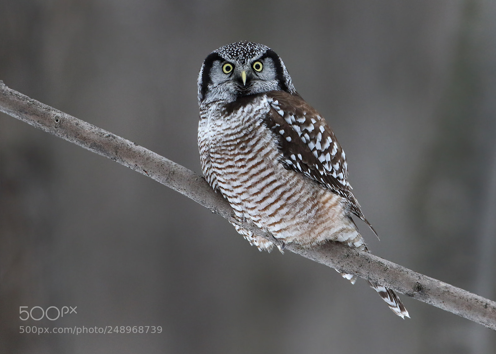 Canon EOS 7D Mark II sample photo. Hawk owl on grey photography