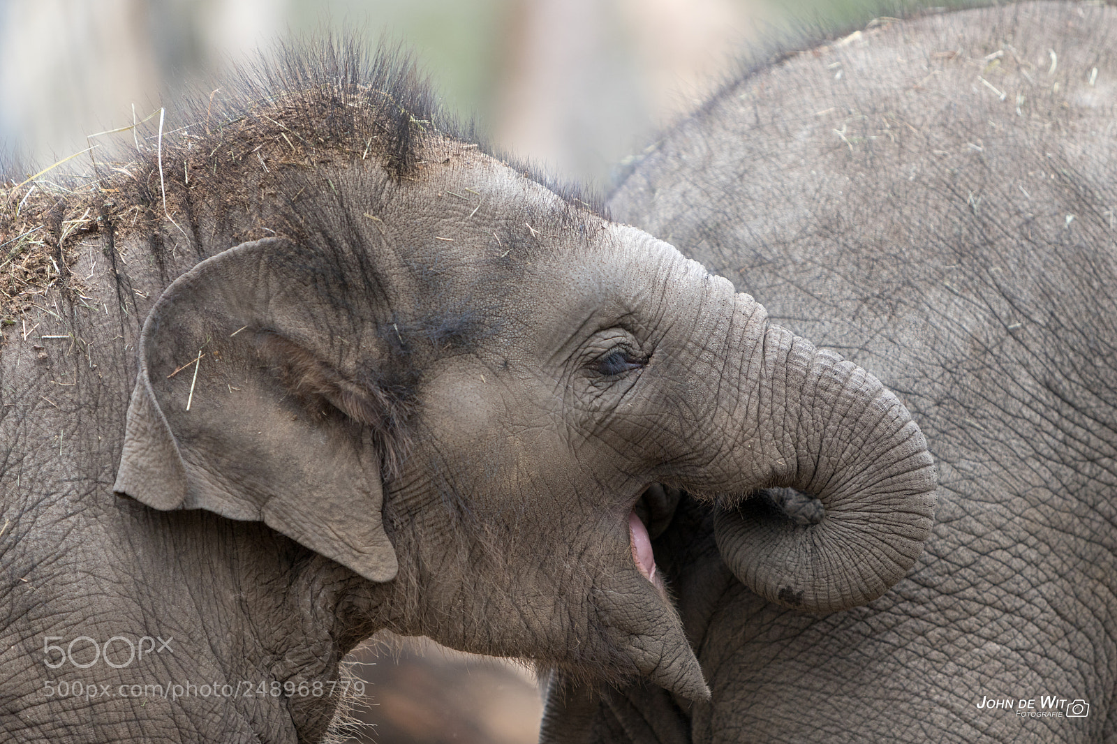 Canon EOS 6D Mark II sample photo. Dierenpark amersfoort photography