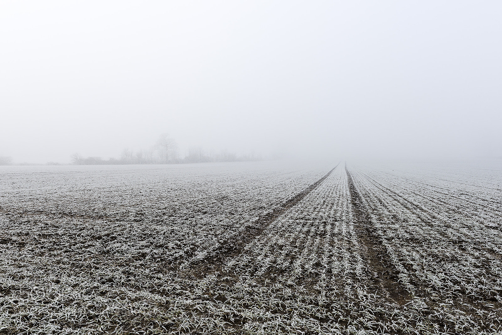 Nikon D810 sample photo. Foggyfrosttrail photography