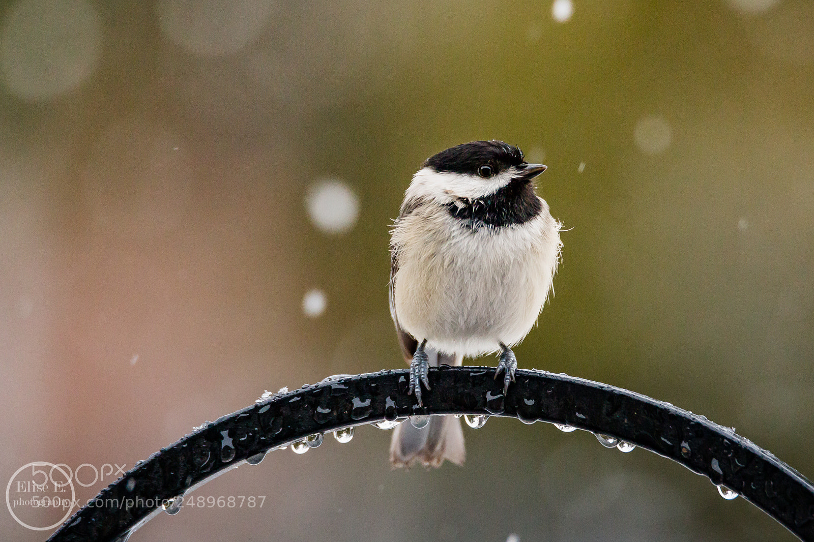 Canon EOS 6D Mark II sample photo. Carolina chickadee photography