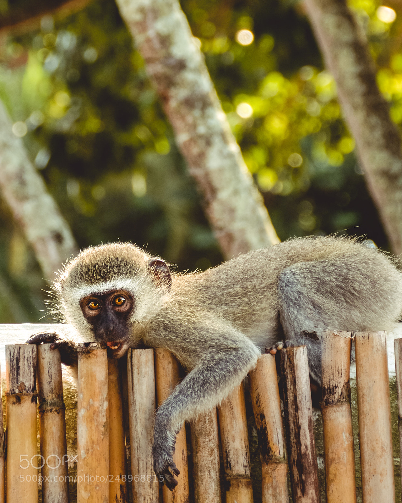 Nikon D7100 sample photo. Monkey childs pose photography