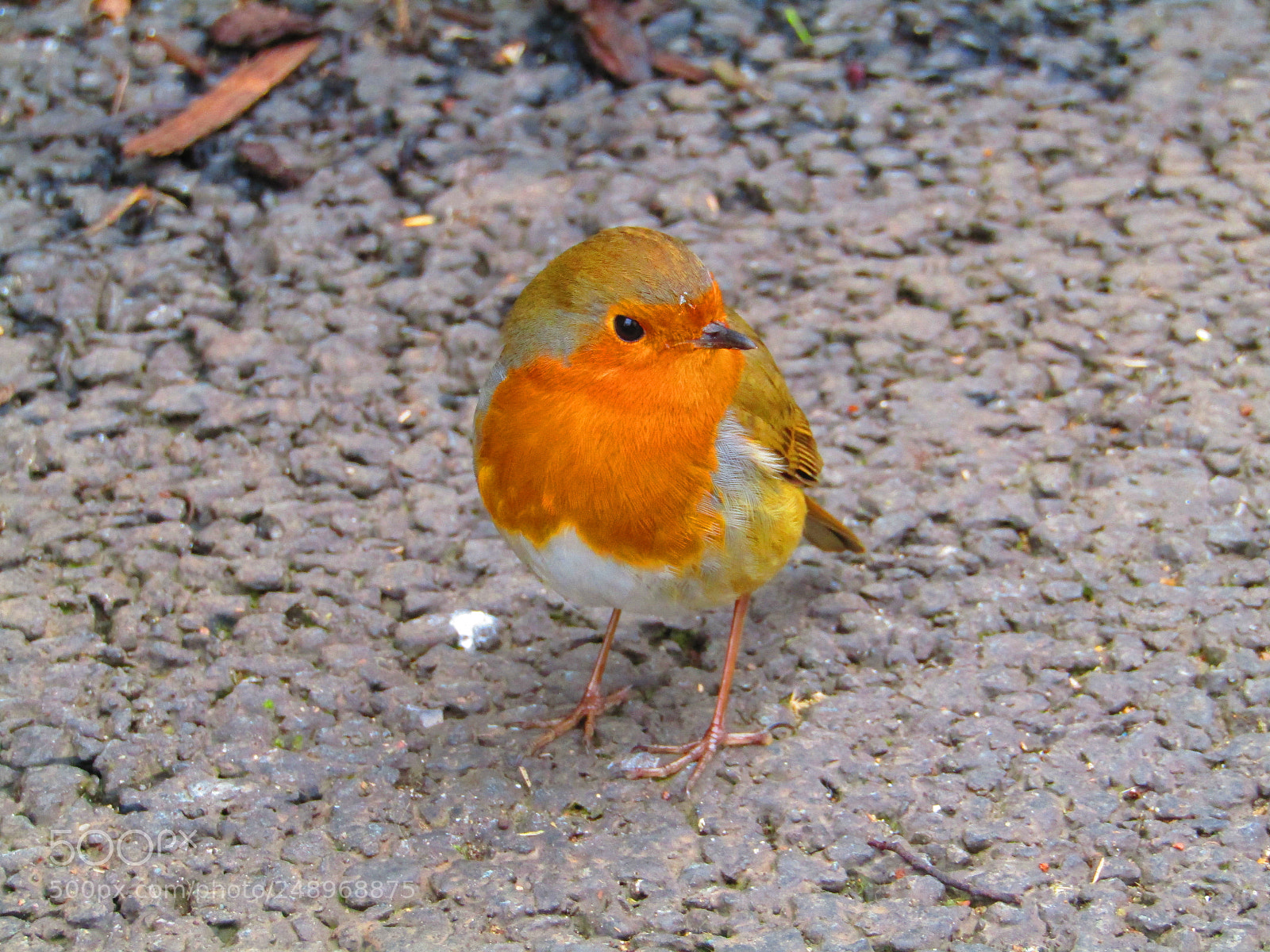 Canon POWERSHOT SX430 IS sample photo. Robin photography
