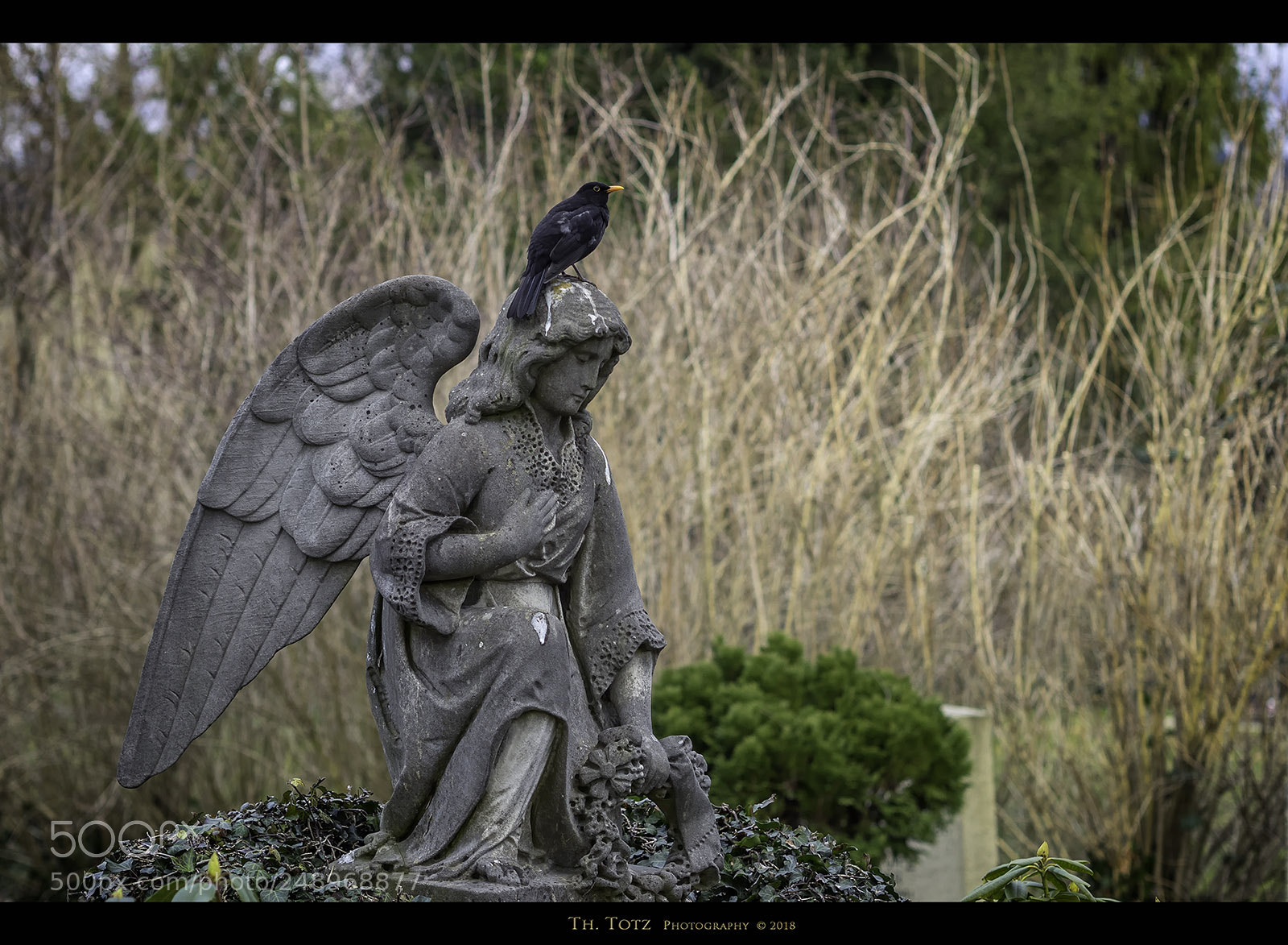 Olympus OM-D E-M1 sample photo. Angel and bird photography