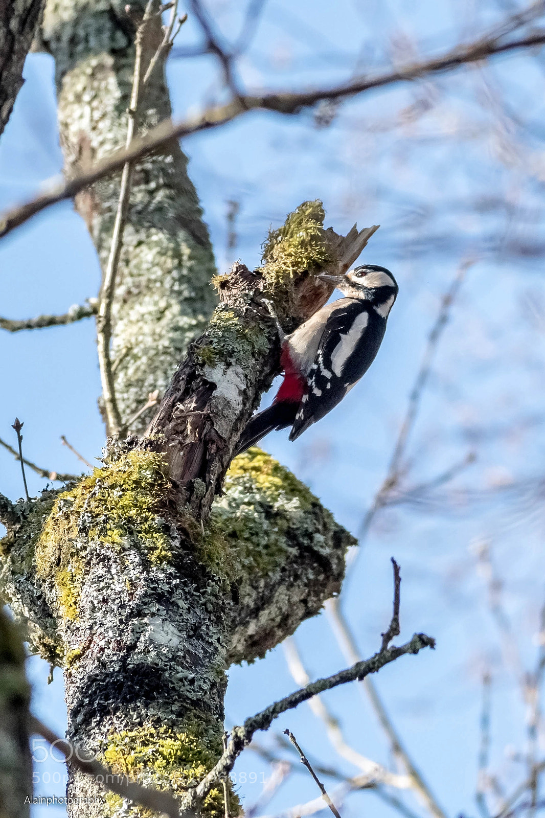 Nikon D7500 sample photo. Pic épeiche femelle photography