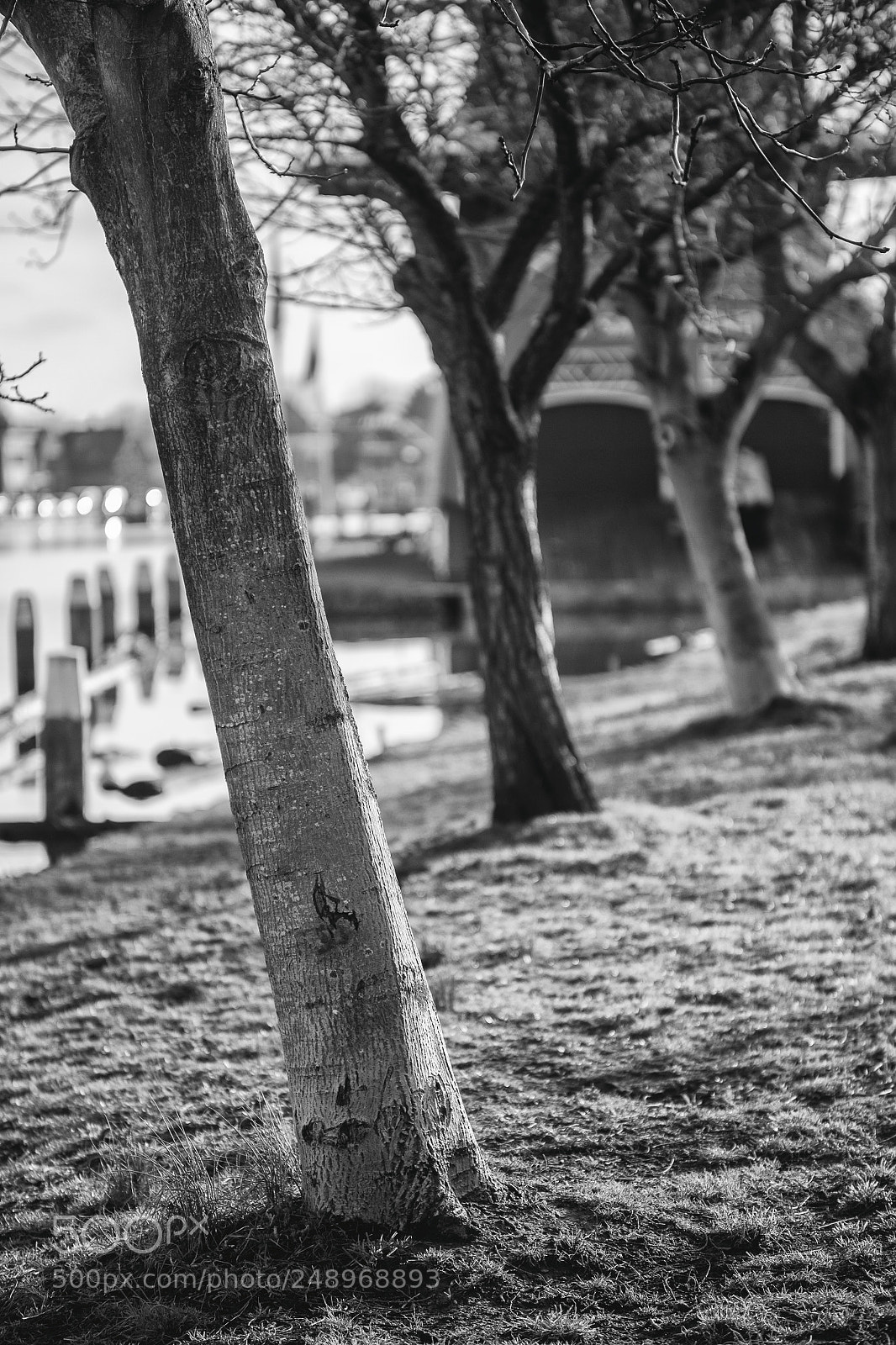 Fujifilm X-E1 sample photo. Tree photography