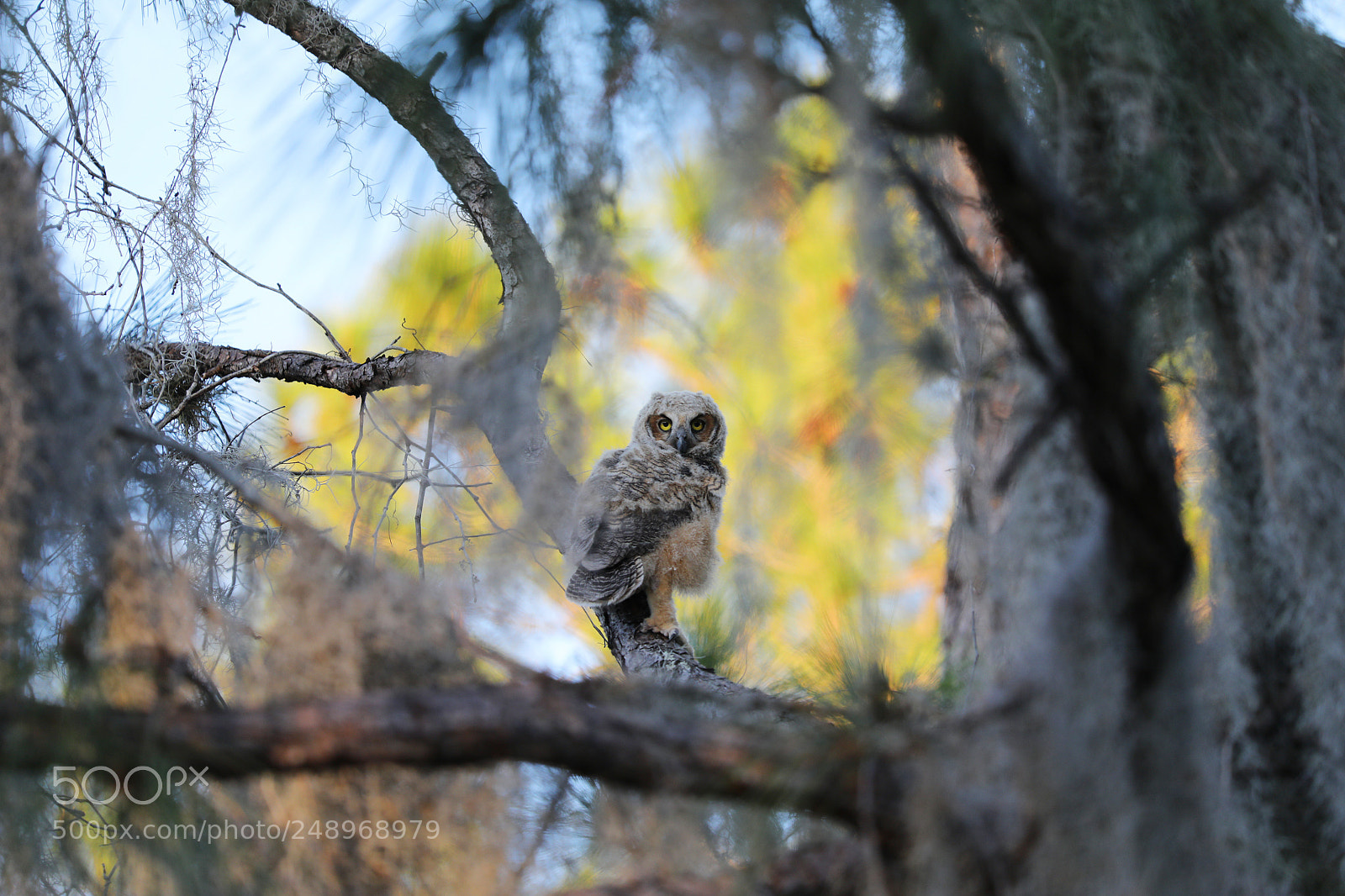 Canon EOS 5D Mark IV sample photo. Great horned owlet photography