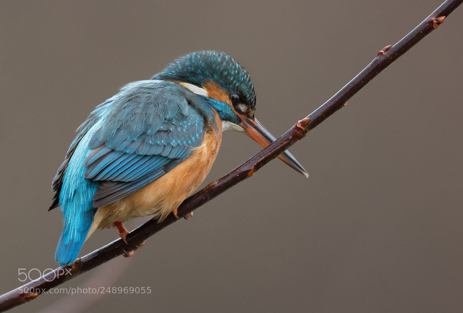 Nikon D850 sample photo. Eisvogrl / kingfisher photography