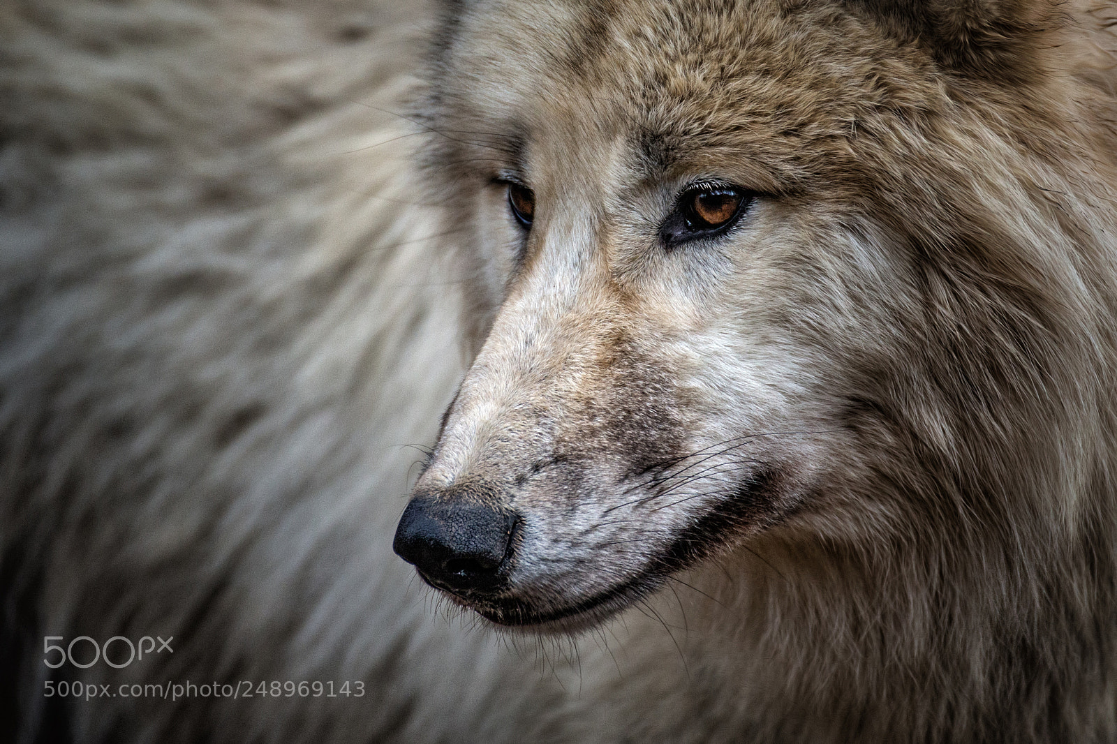 Canon EOS-1D X sample photo. Polarwolf photography