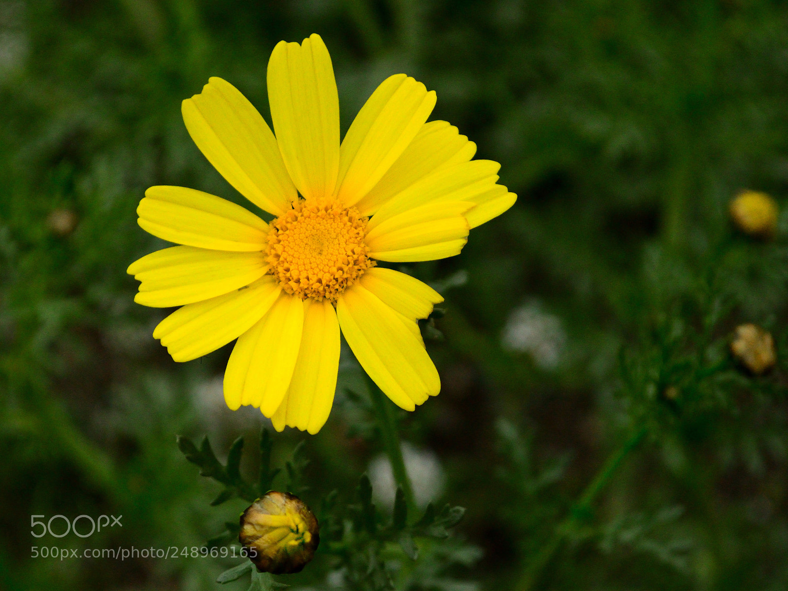 Nikon D3200 sample photo. Margarita photography