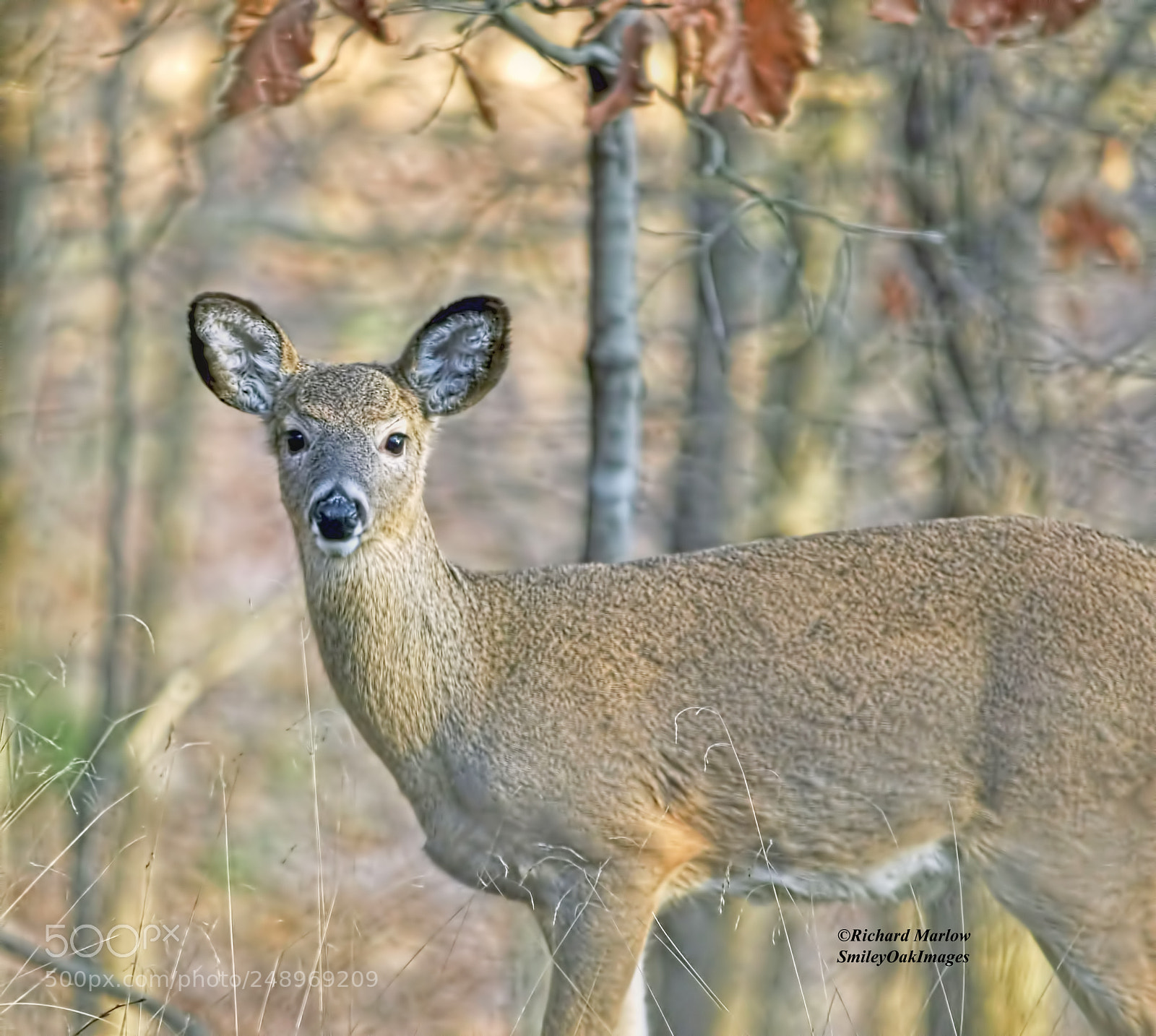 Nikon D5000 sample photo. Whitetail deer photography