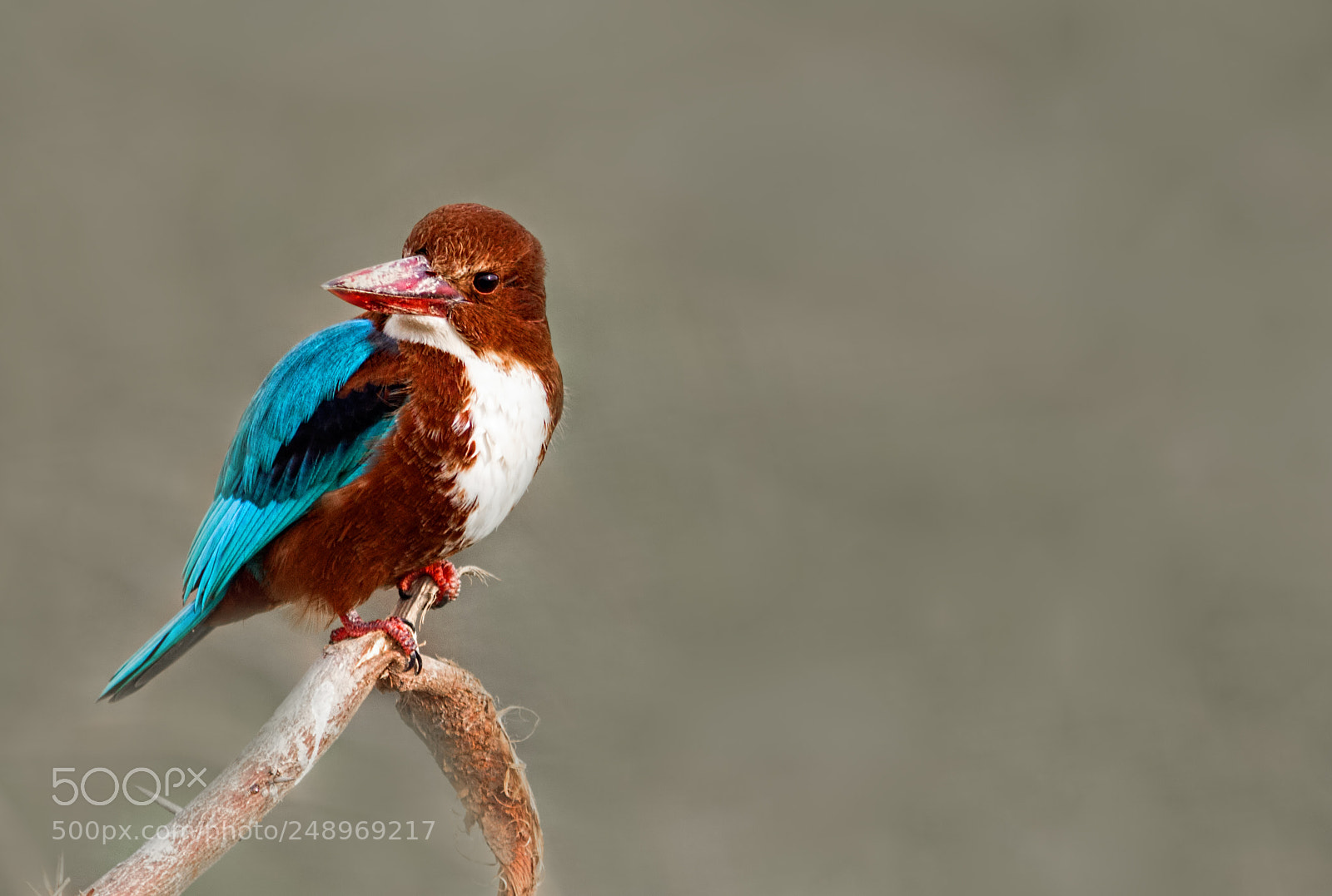 Canon EOS 7D sample photo. In love with kingfishers... photography