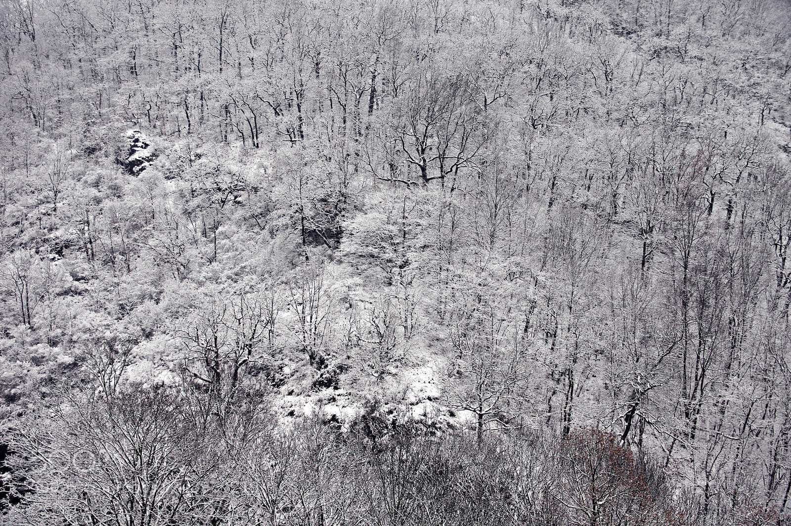 Pentax K-3 sample photo. Winter forest photography