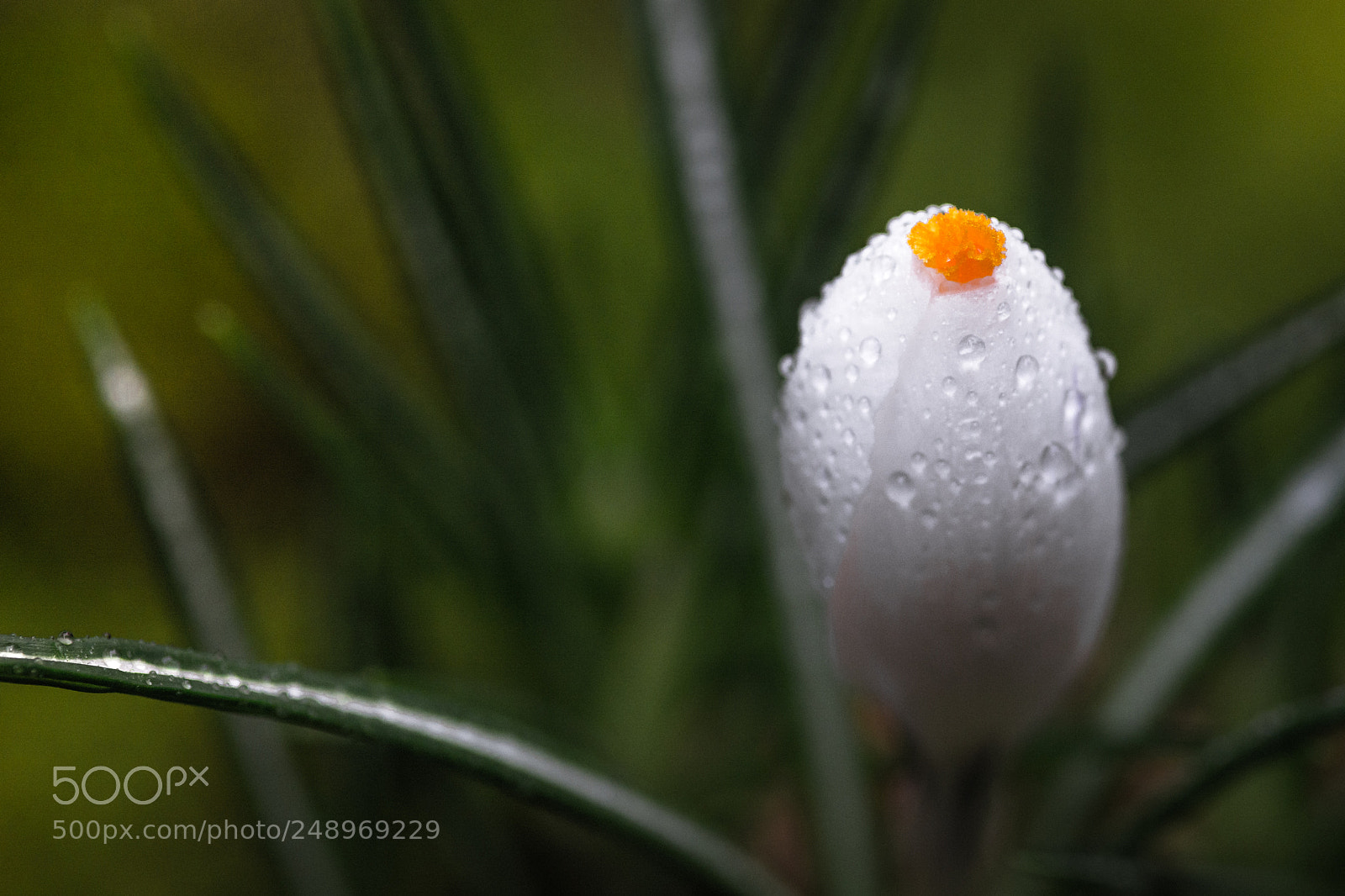 Nikon D7100 sample photo. King of the crocus photography