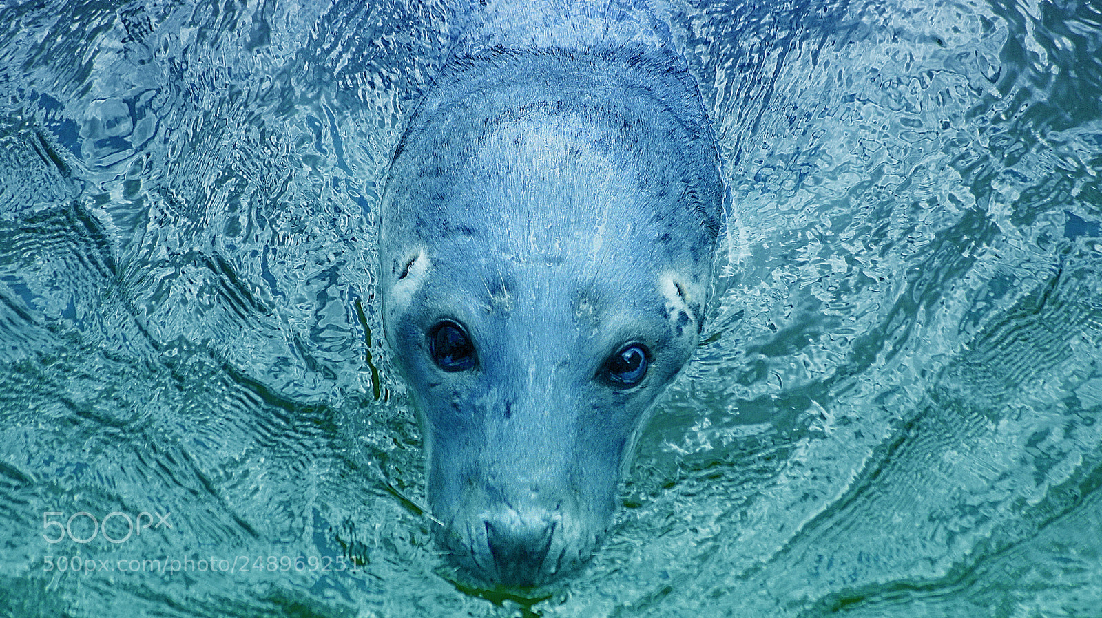 Sony Alpha DSLR-A450 sample photo. Seal photography