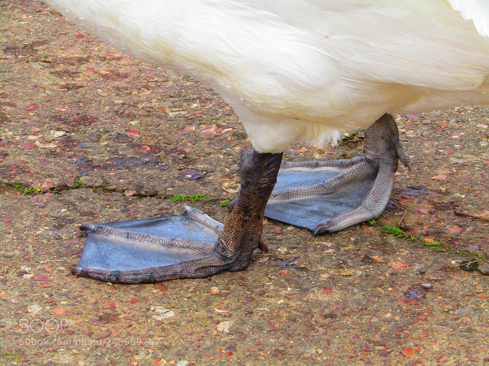 Canon POWERSHOT SX430 IS sample photo. Swan's leg photography