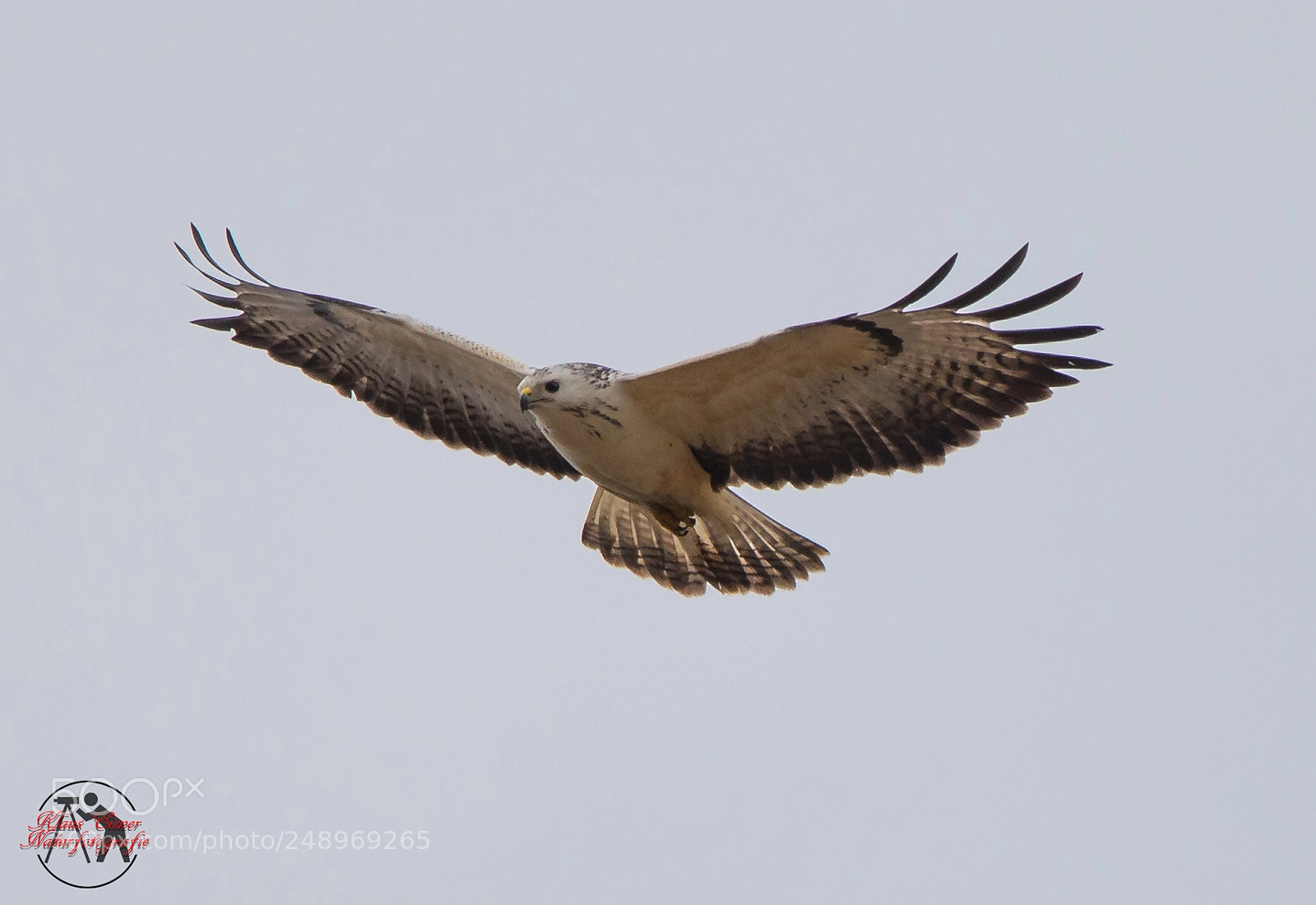 Canon EOS 5D Mark IV sample photo. Bussard / buzzard photography