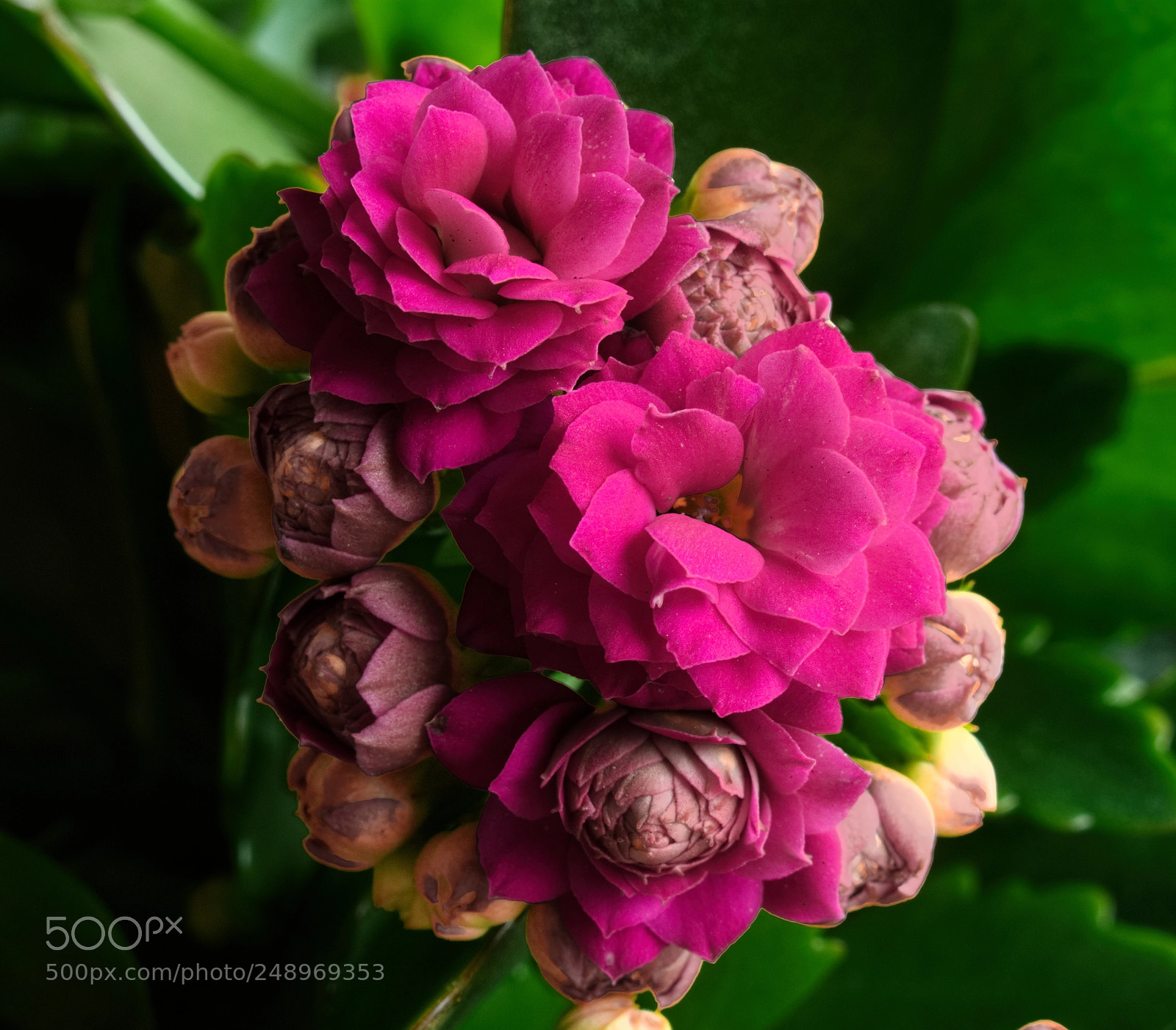 Canon PowerShot G10 sample photo. ...kalanchoe blossfeldiana photography