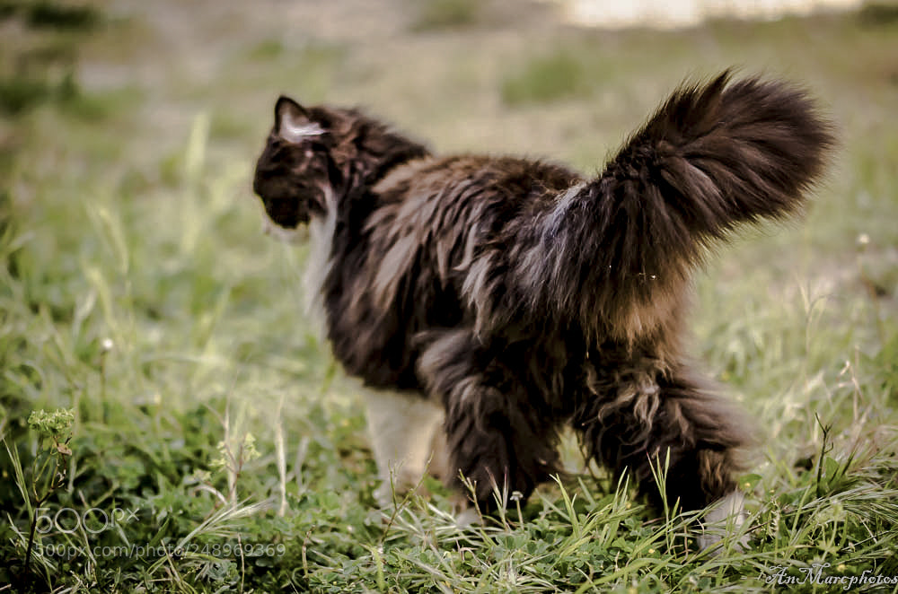 Nikon D7000 sample photo. Chat inconnu () photography
